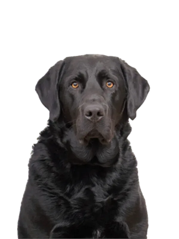 Balu, unser Bürohund