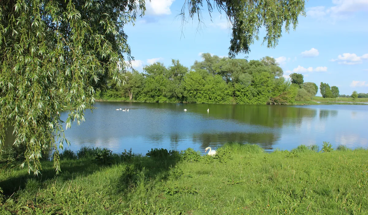 Donau-Auen bei Irlbach mit Weiher und Weide